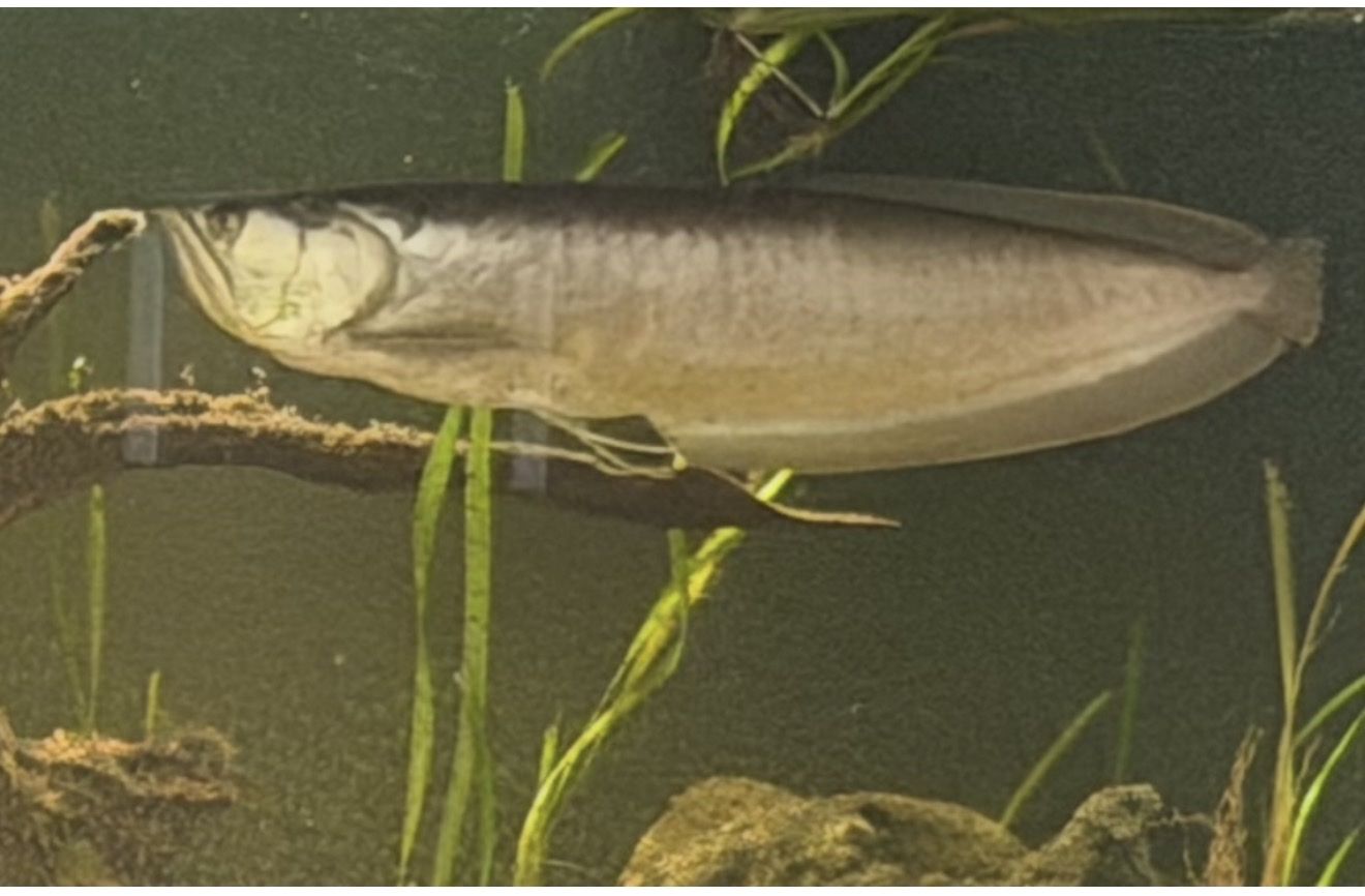 Large Freshwater Aquarium Fish - Oscar, Green Terror,Arowana and Wide head catfish