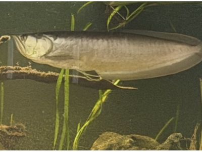 Large Freshwater Aquarium Fish - Oscar, Green Terror,Arowana and Wide head catfish