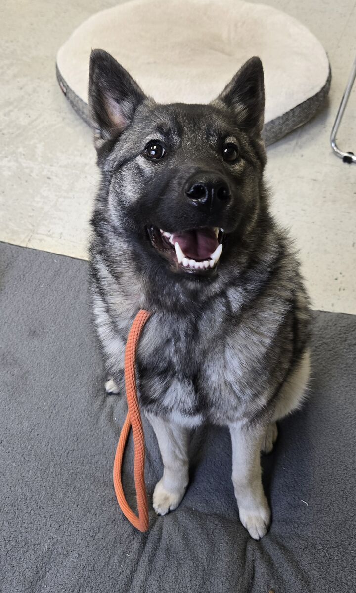 A159955 Astrid is Available for Adoption!