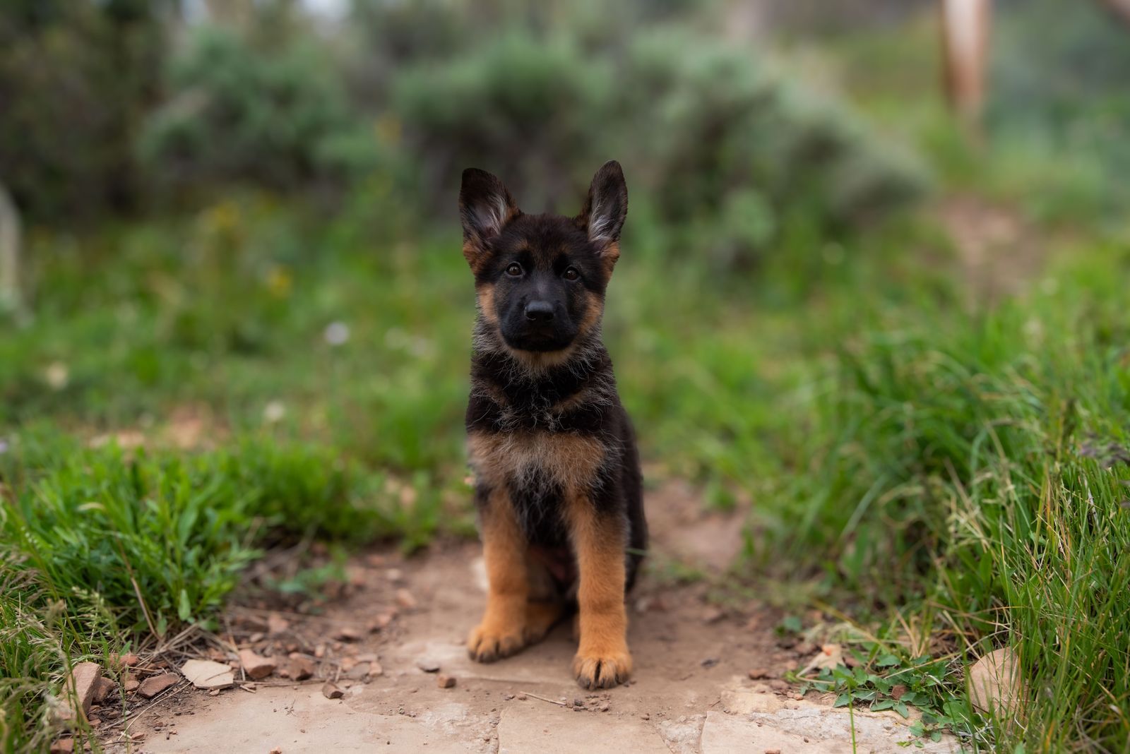 Outstanding AKC German Shepherd Female Puppy – IGP3 & VA Pedigree
