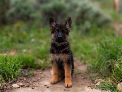 Outstanding AKC German Shepherd Female Puppy – IGP3 & VA Pedigree