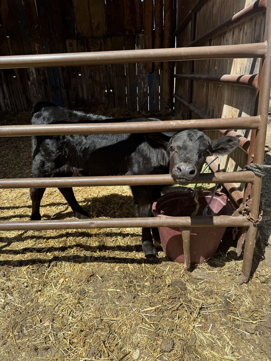 Bottle calf