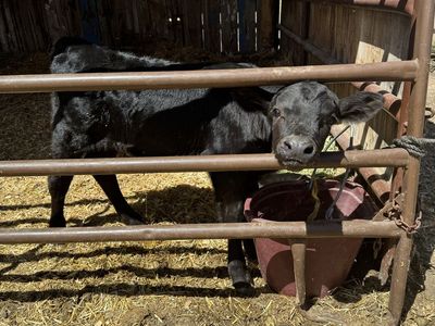 Bottle calf