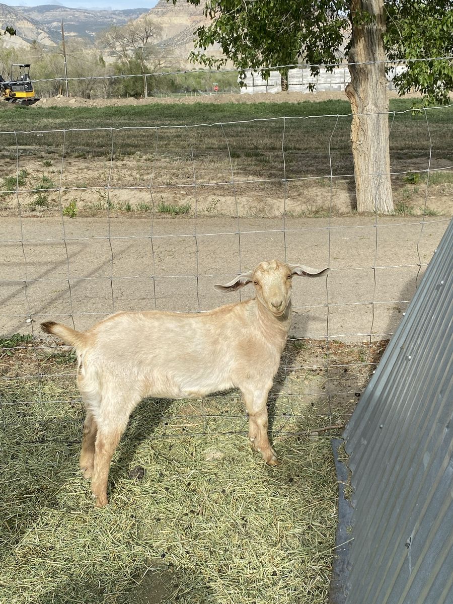 Nubian Boer Doeling