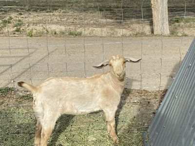 Nubian Boer Doeling