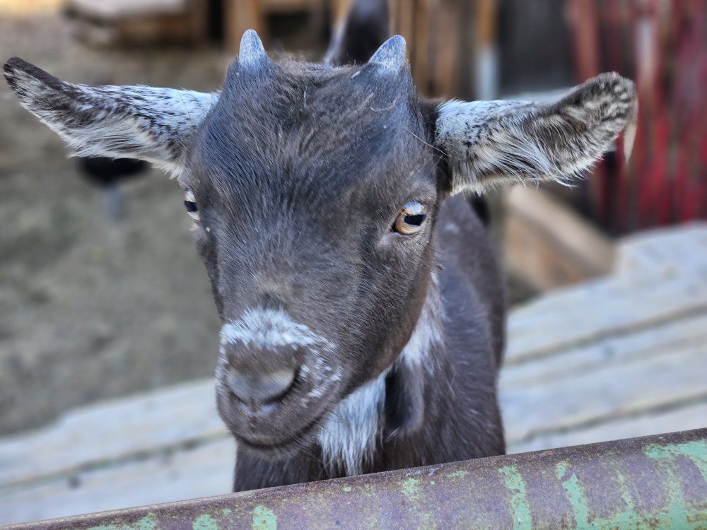 Nigerian dwarf goats
