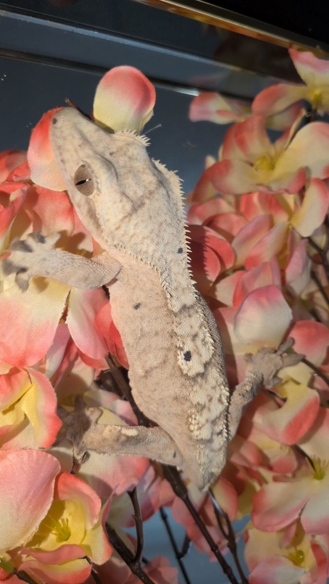 Female Crested gecko