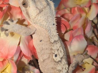 Female Crested gecko