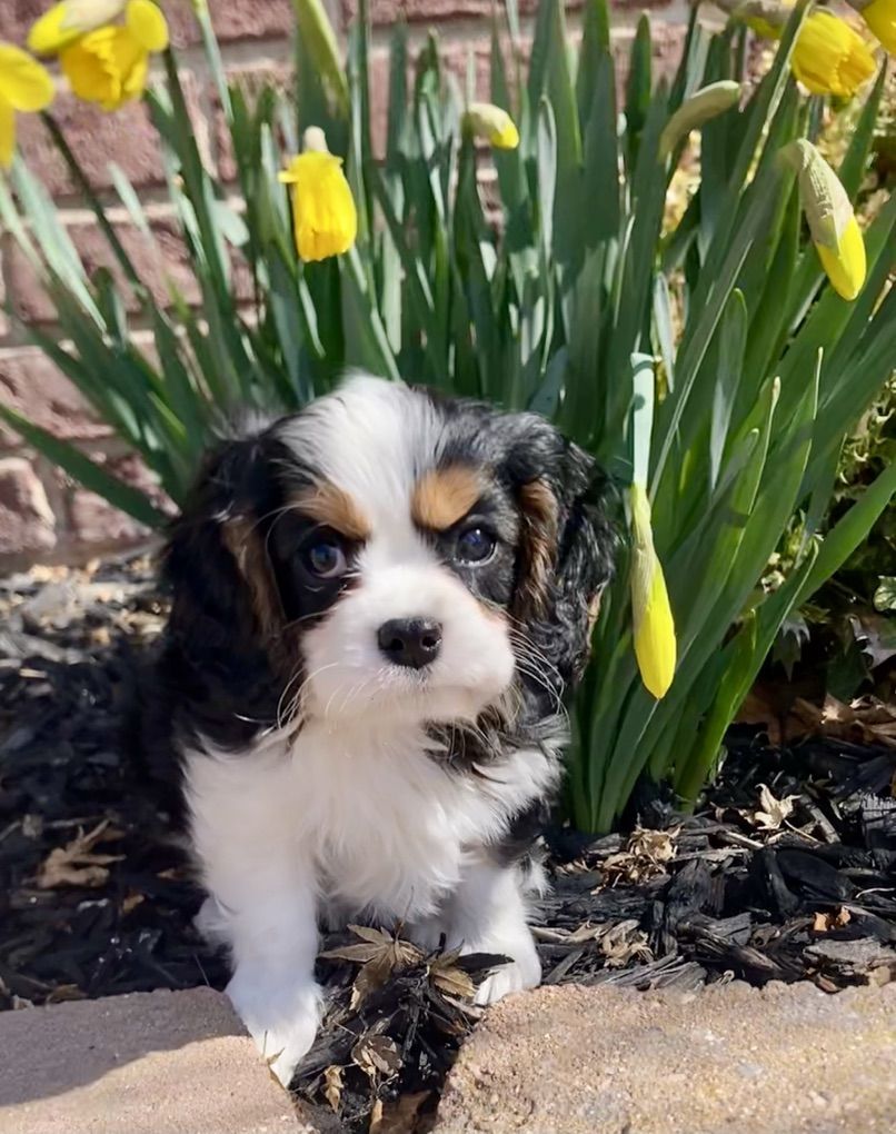 Cavalier King Charles Spaniel Puppies AKC CKCSC