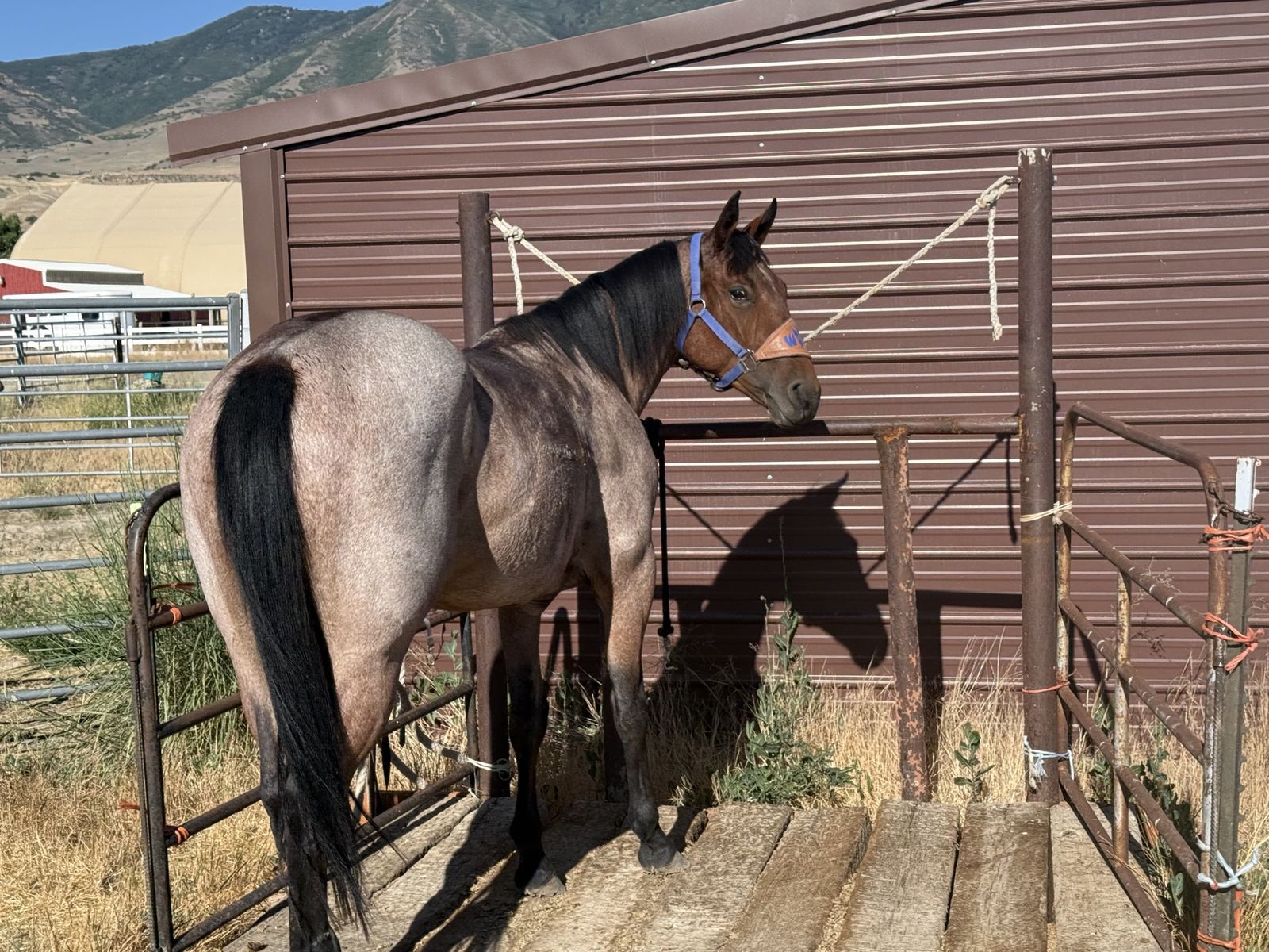 2yo Bay Roan filly