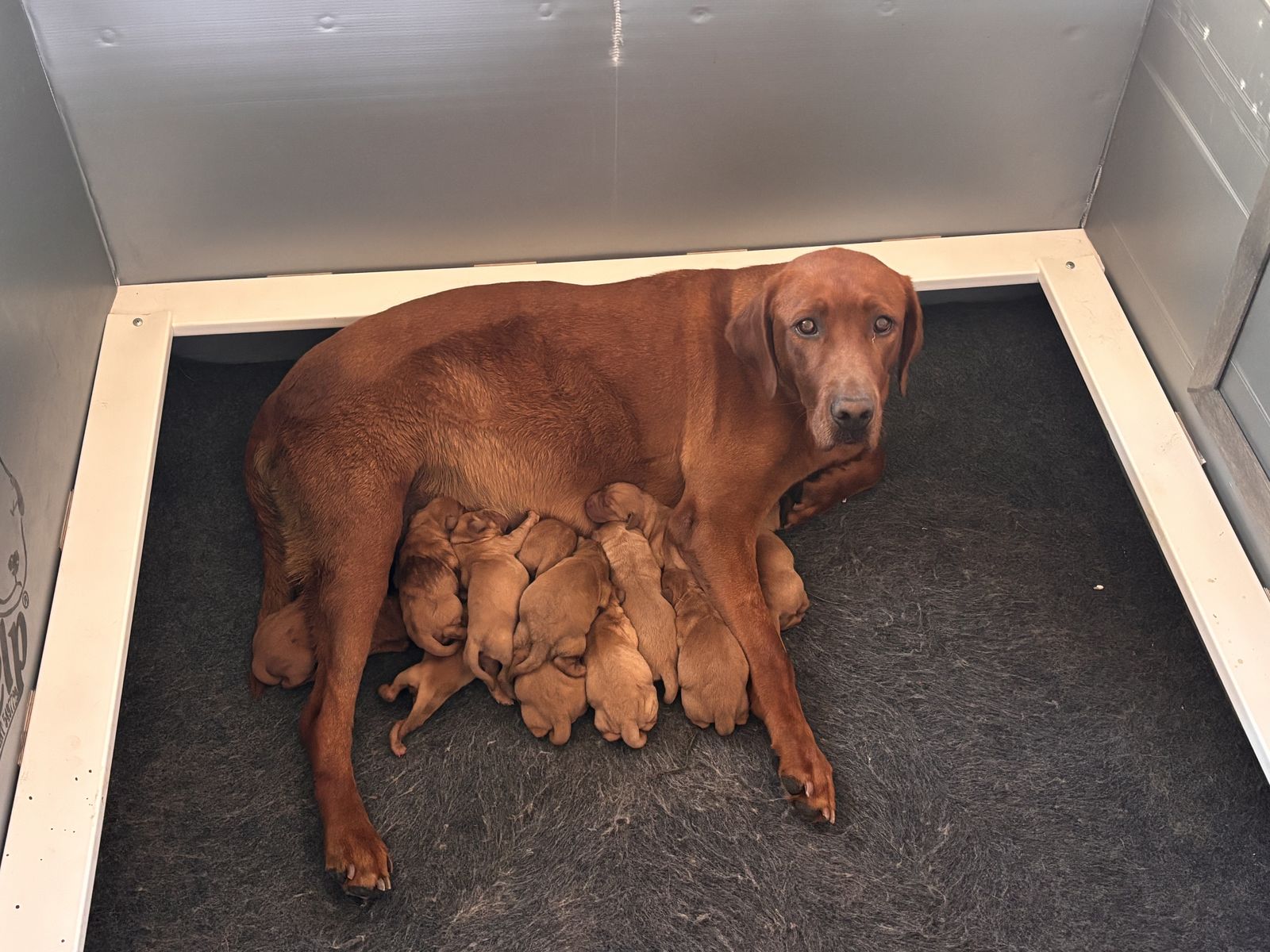AKC Fox Red Labrador Puppies