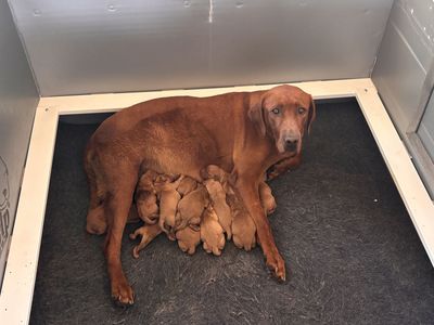 AKC Fox Red Labrador Puppies