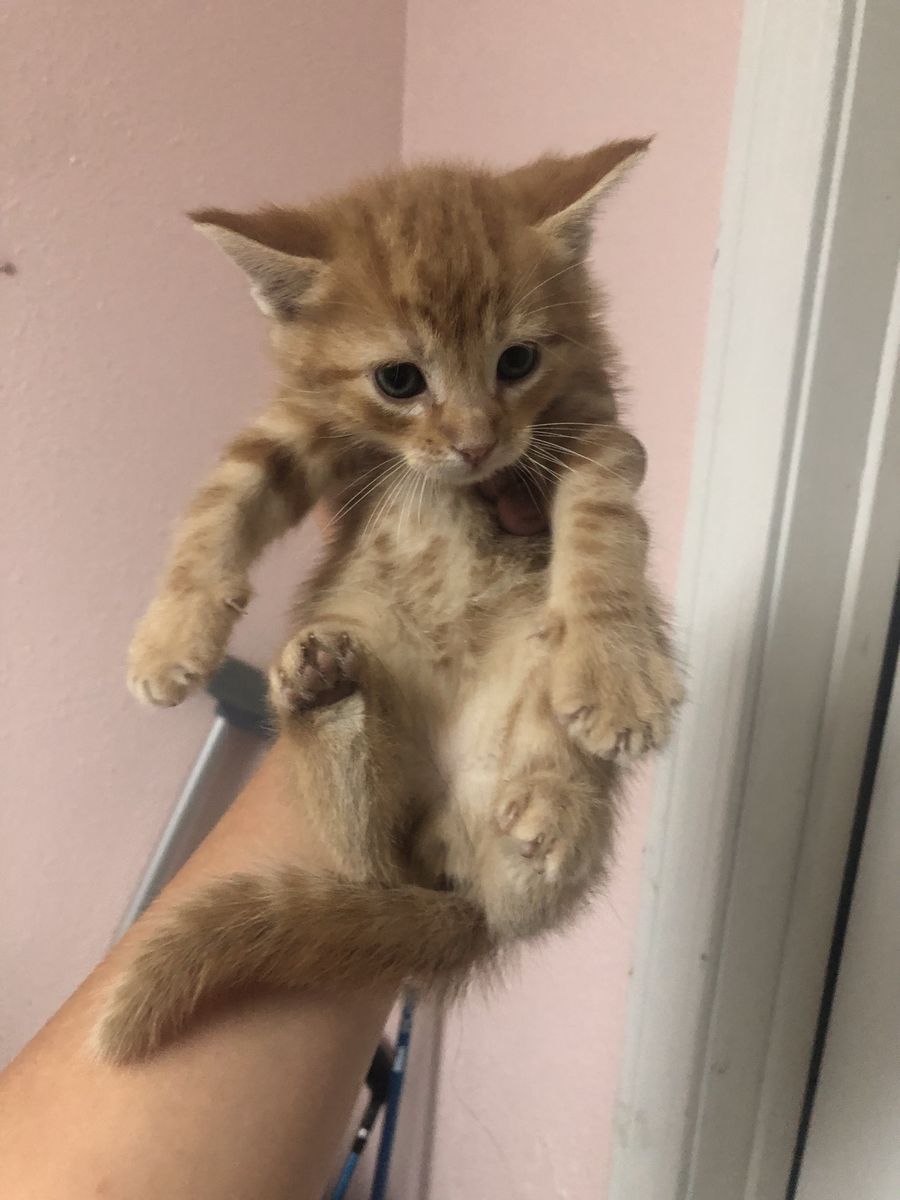 Kittens 