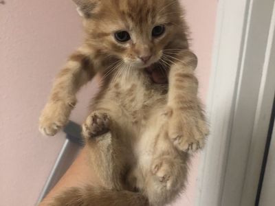 Kittens