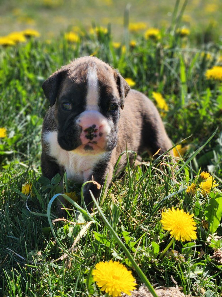 AKC Boxer male pup