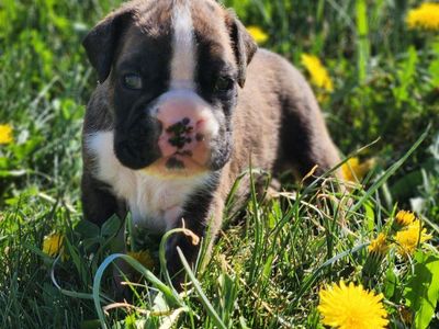 AKC Boxer male pup
