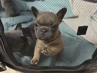 Adorable French Bulldog Puppies - 1 Female Available