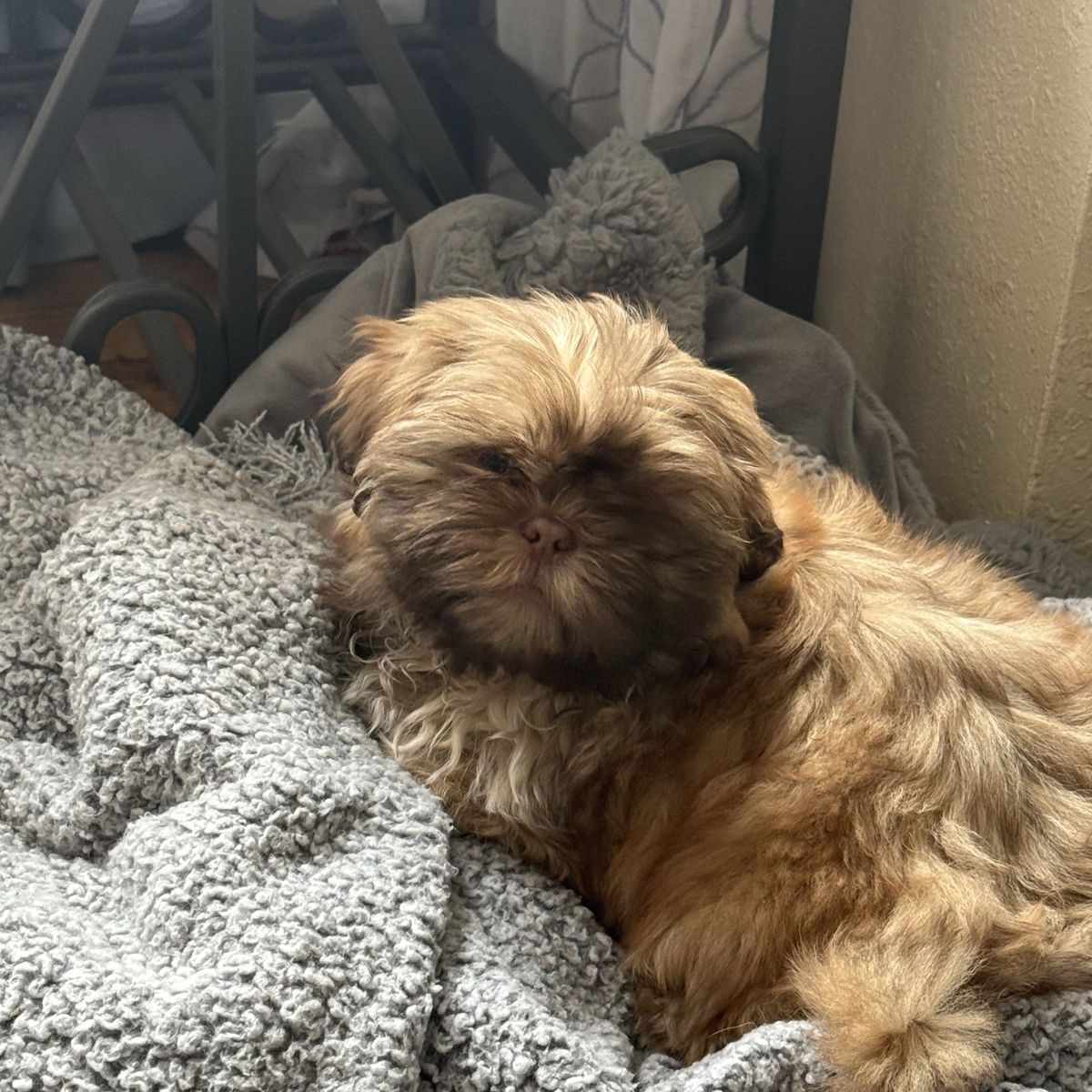Shih Tzu Puppy