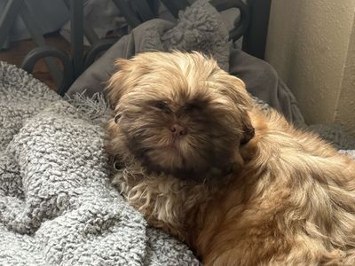 Shih Tzu Puppy