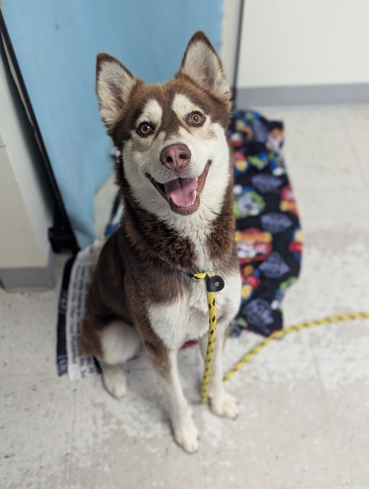 A161517 Pookie, Available for Adoption