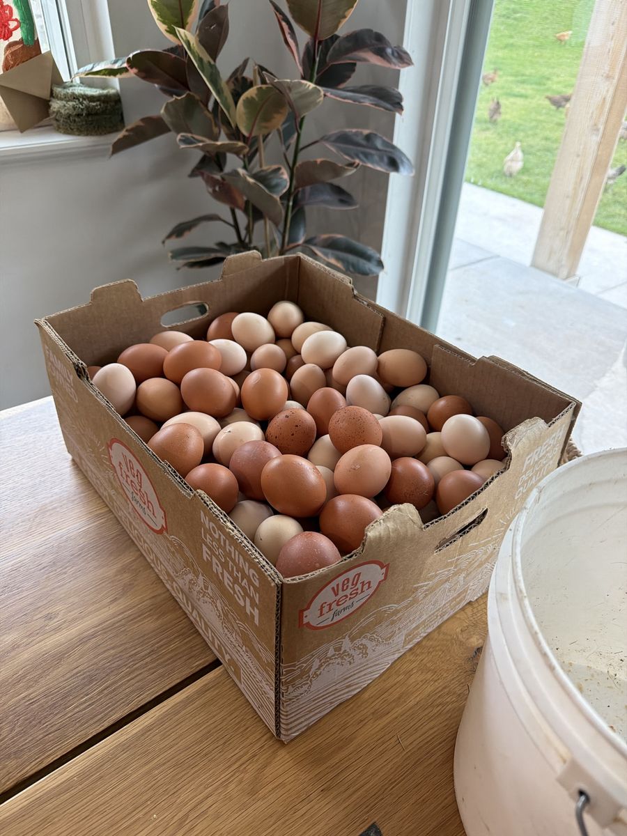 Flock of Hens - laying since 11/2025