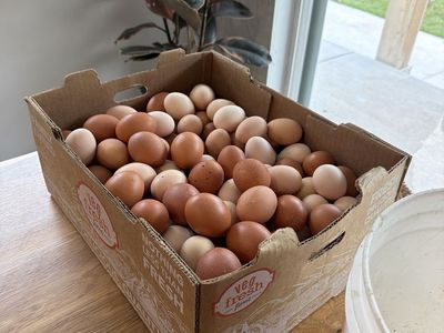 Flock of Hens - laying since 11/2025