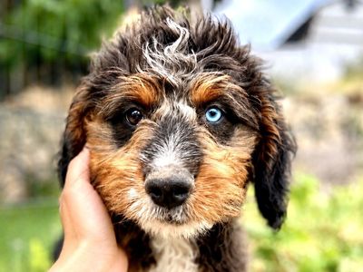 Aussie Bernedoodles (AMD) - ALX4, Bb, 25-34 lb