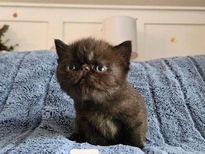 Persian kittens for sale