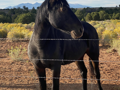 Broke Black Gelding