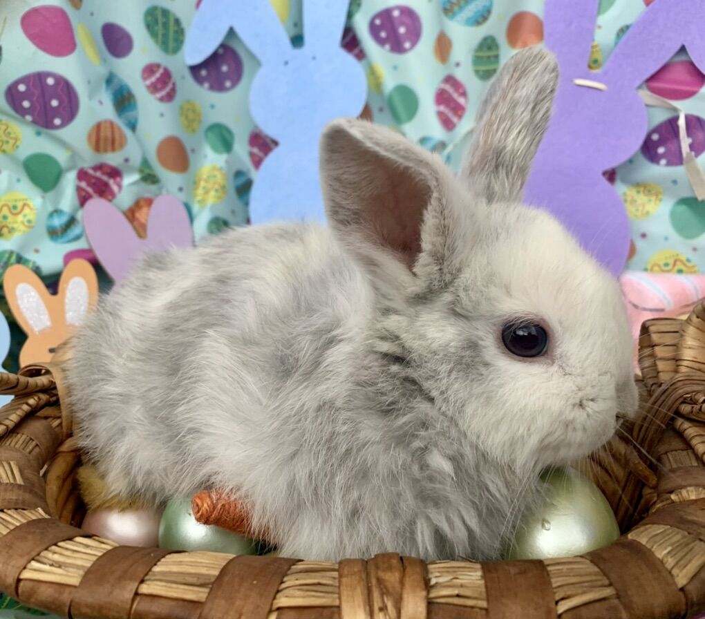 Unique Dwarf/Holland Lop Babies Harlequin