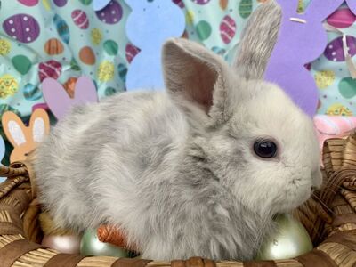 Unique Dwarf/Holland Lop Babies Harlequin