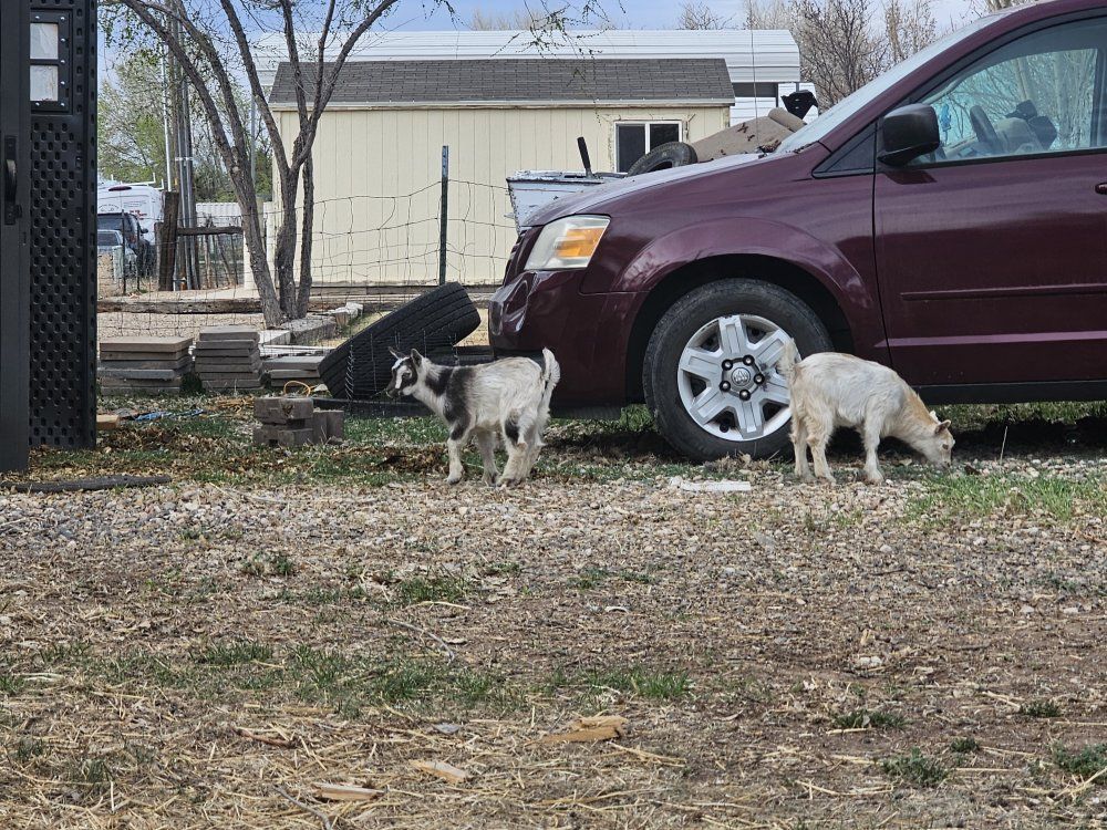 Mini Fainter/ND Bucklings