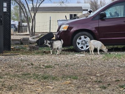 Mini Fainter/ND Bucklings