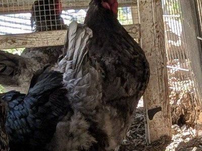 Variety of very prolific young laying hens
