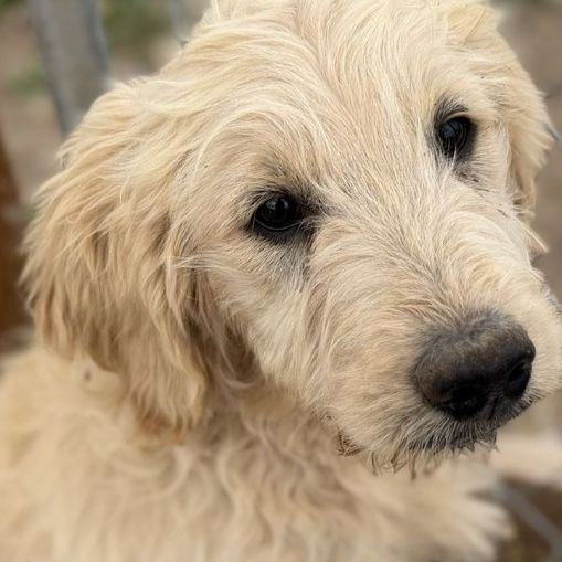 Goldendoodles — end of May deals