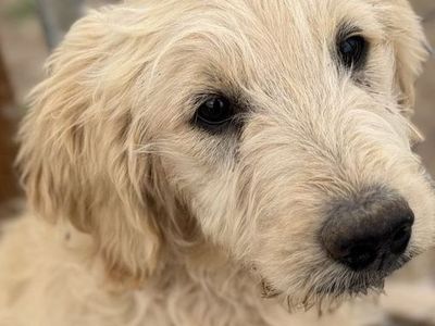 Goldendoodles — end of May deals