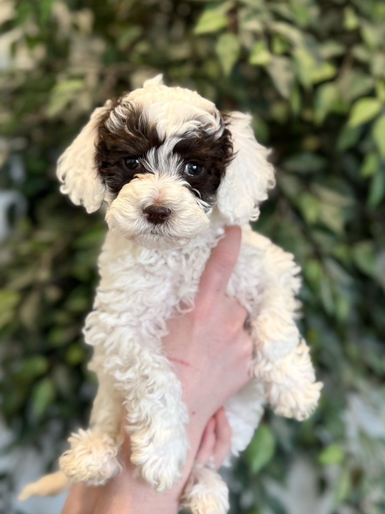 Multigenerational Australian Labradoodle