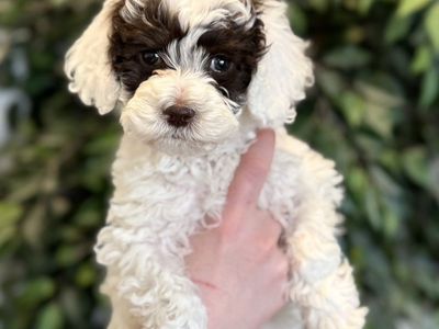 Multigenerational Australian Labradoodle
