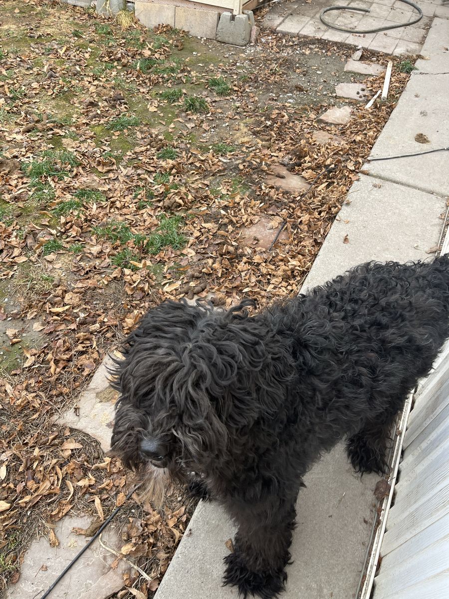 Black curly coat female dog