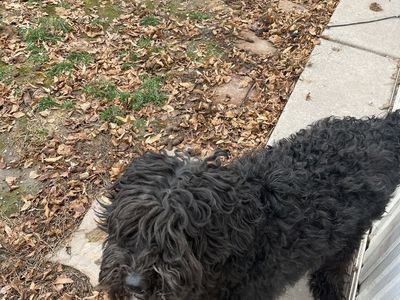 Black curly coat female dog