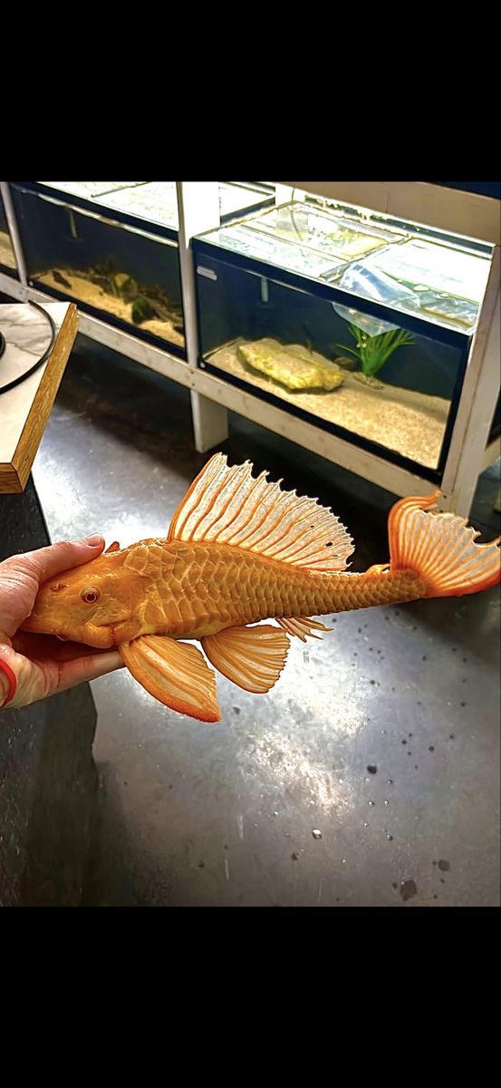 Albino pleco 17 inch