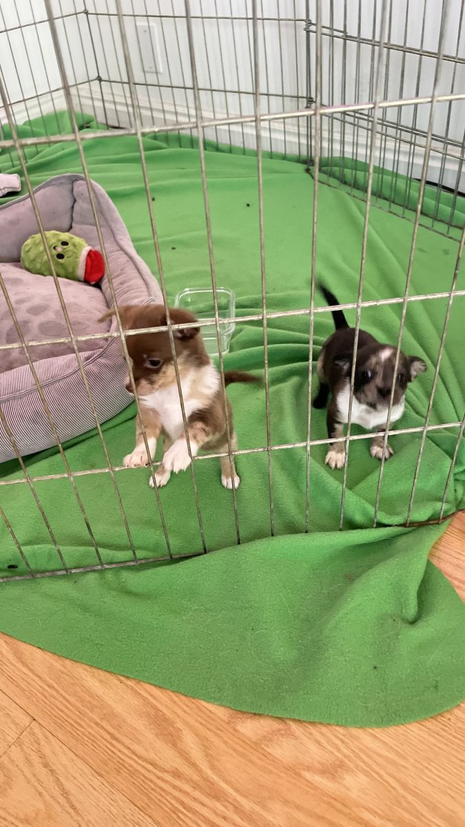 Two tiny Pomchi pups looking for their next family