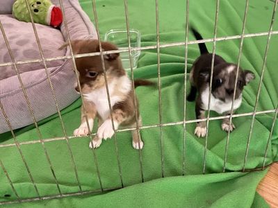Two tiny Pomchi pups looking for their next family