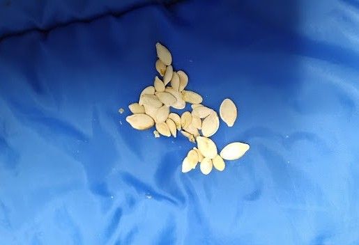 Decorative Mixed Pumpkin Seeds – Homegrown Garden Surprise!