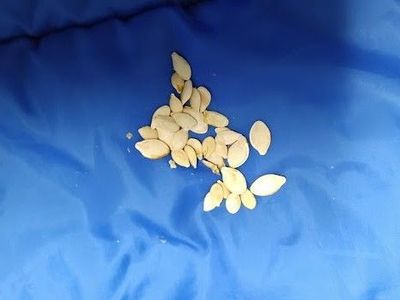 Decorative Mixed Pumpkin Seeds – Homegrown Garden Surprise!