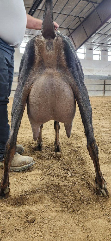 ADGA registered nubian buck