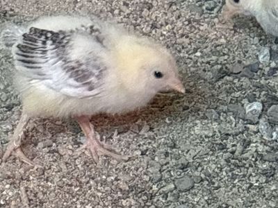 Set of 7 Brahma mixes chickens for sale chick chicken