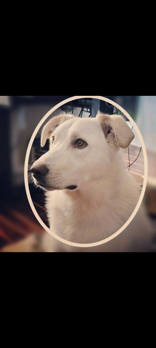 Looking for Re-home/Foster/Rescue