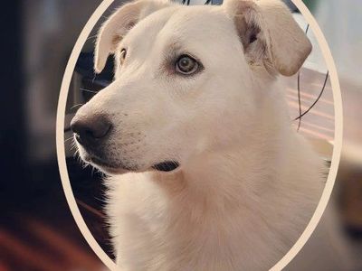 Looking for Re-home/Foster/Rescue
