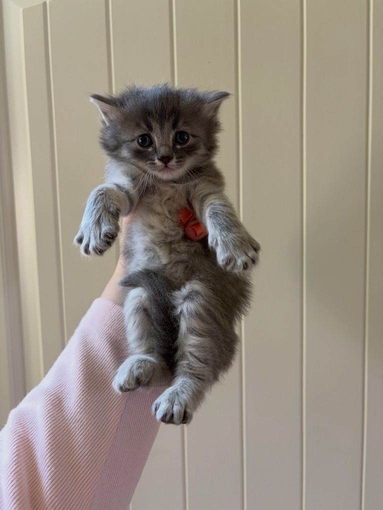 Kittens